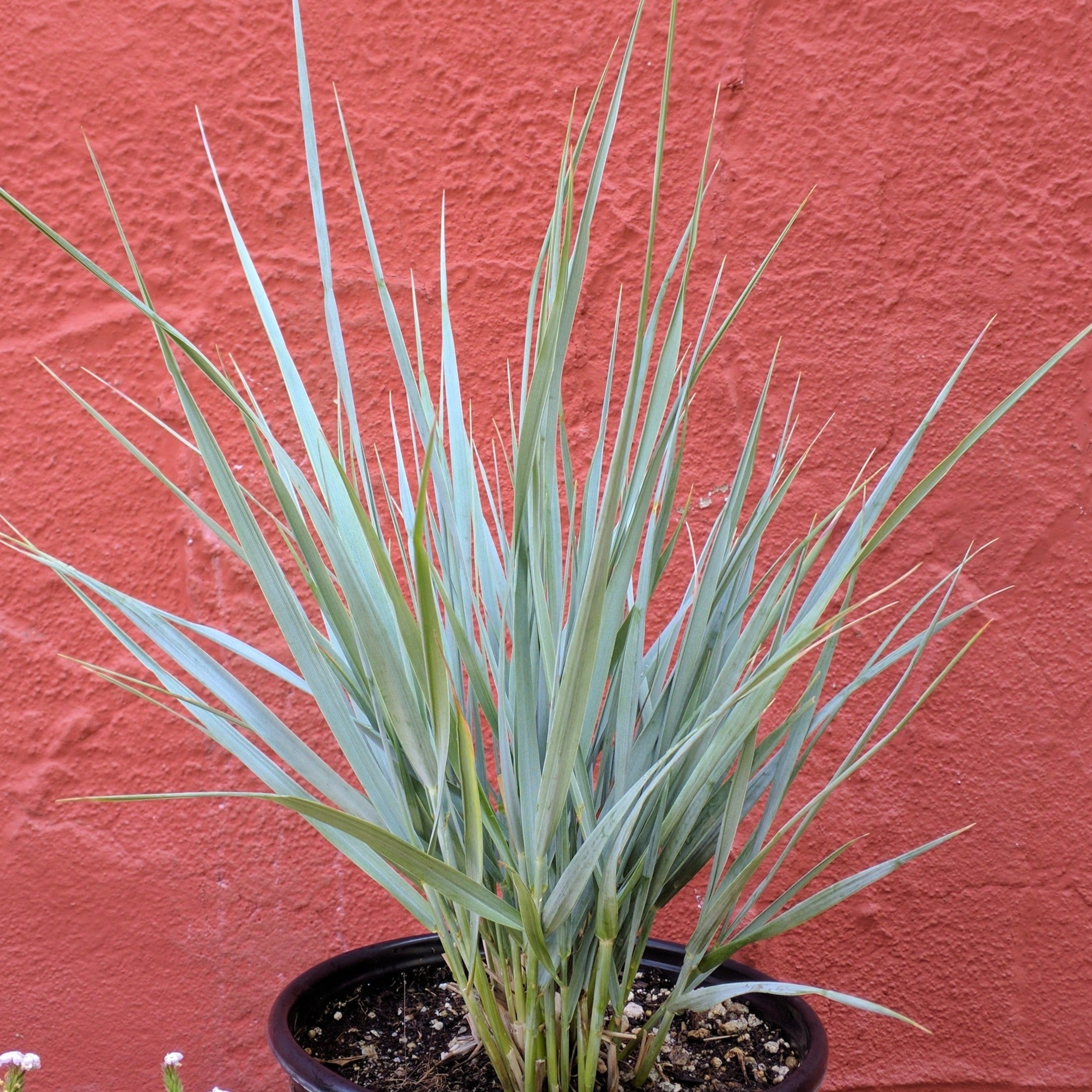 California Native Plants – Page 5 – Artemisia Nursery