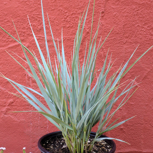 Leymus condensatus 'Canyon Prince' - Canyon Prince Wild Rye