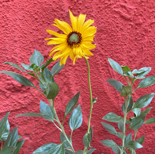 Encelia californica - Bush Sunflower