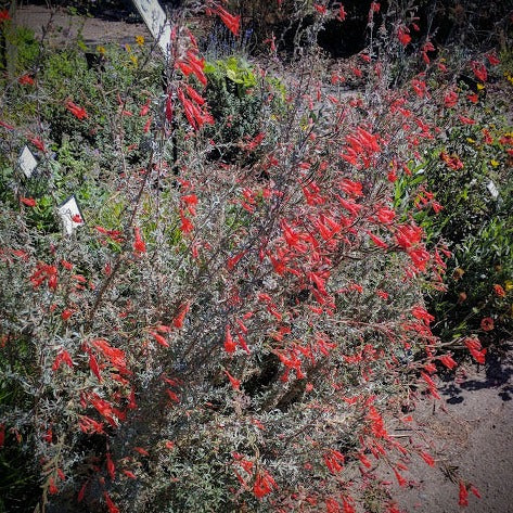 Epilobium canum 'Catalina' - Catalina California Fuchsia