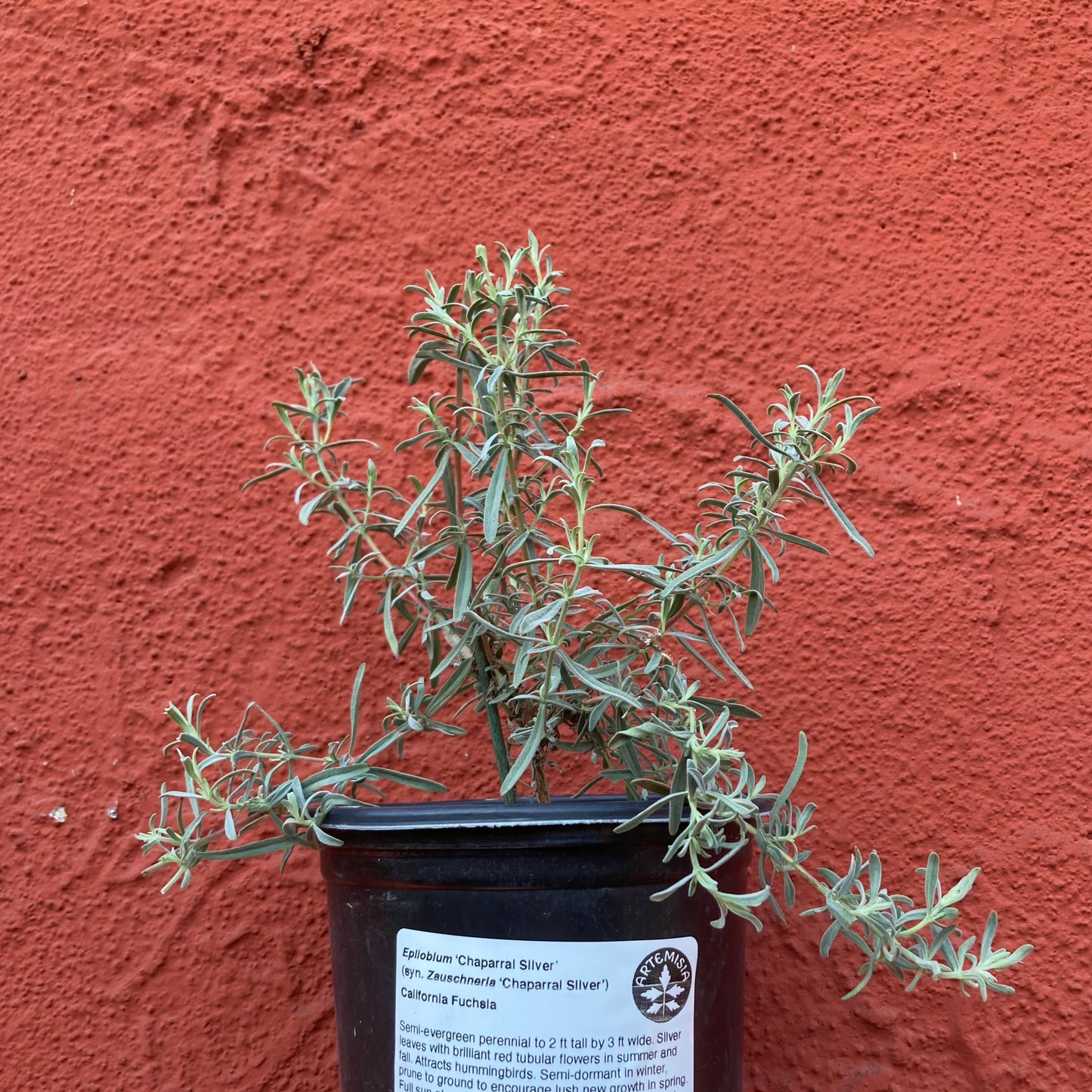 Epilobium canum 'Chaparral Silver' - California Fuchsia