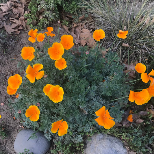 Eschscholzia californica - California Poppy