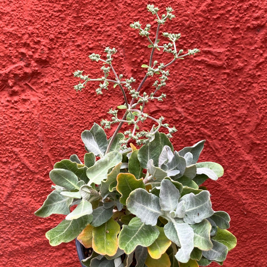 Eriogonum giganteum - St. Catherine's Lace