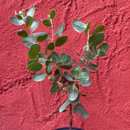 Arctostaphylos manzanita 'Dr. Hurd' - Dr. Hurd Manzanita