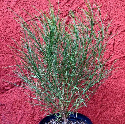 Baccharis sarothroides - Desert Broom