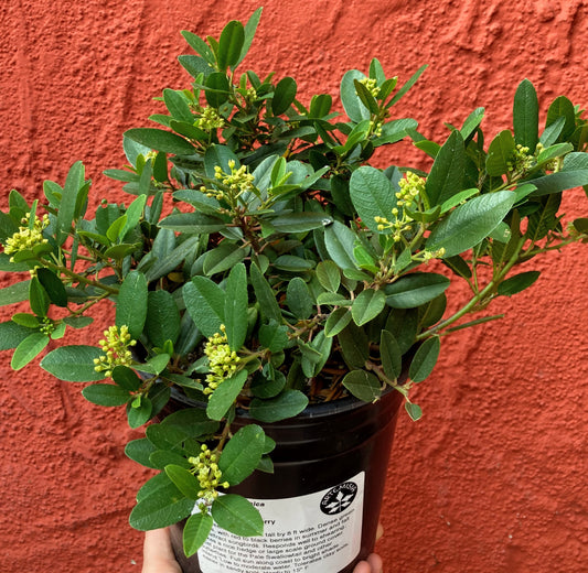 Rhamnus californica 'Mound San Bruno' - San Bruno Coffeeberry