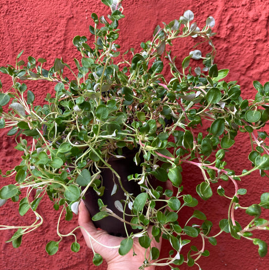 Eriogonum parvifolium - Sea Cliff Buckwheat, Coast Buckwheat