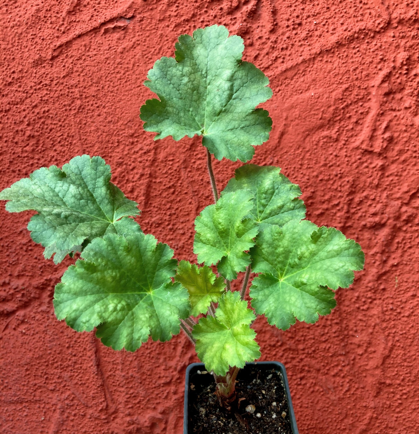 Heuchera 'Old la Rochette' - Old la Rochette Coral Bells