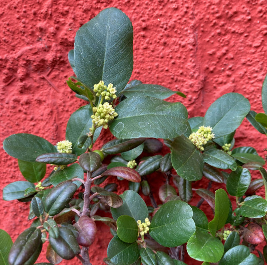 Rhamnus californica ‘Leatherleaf’ - Leatherleaf Coffeeberry