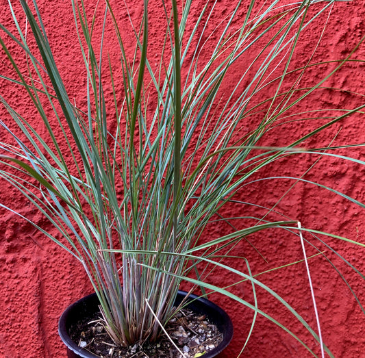 Festuca californica - California Fescue
