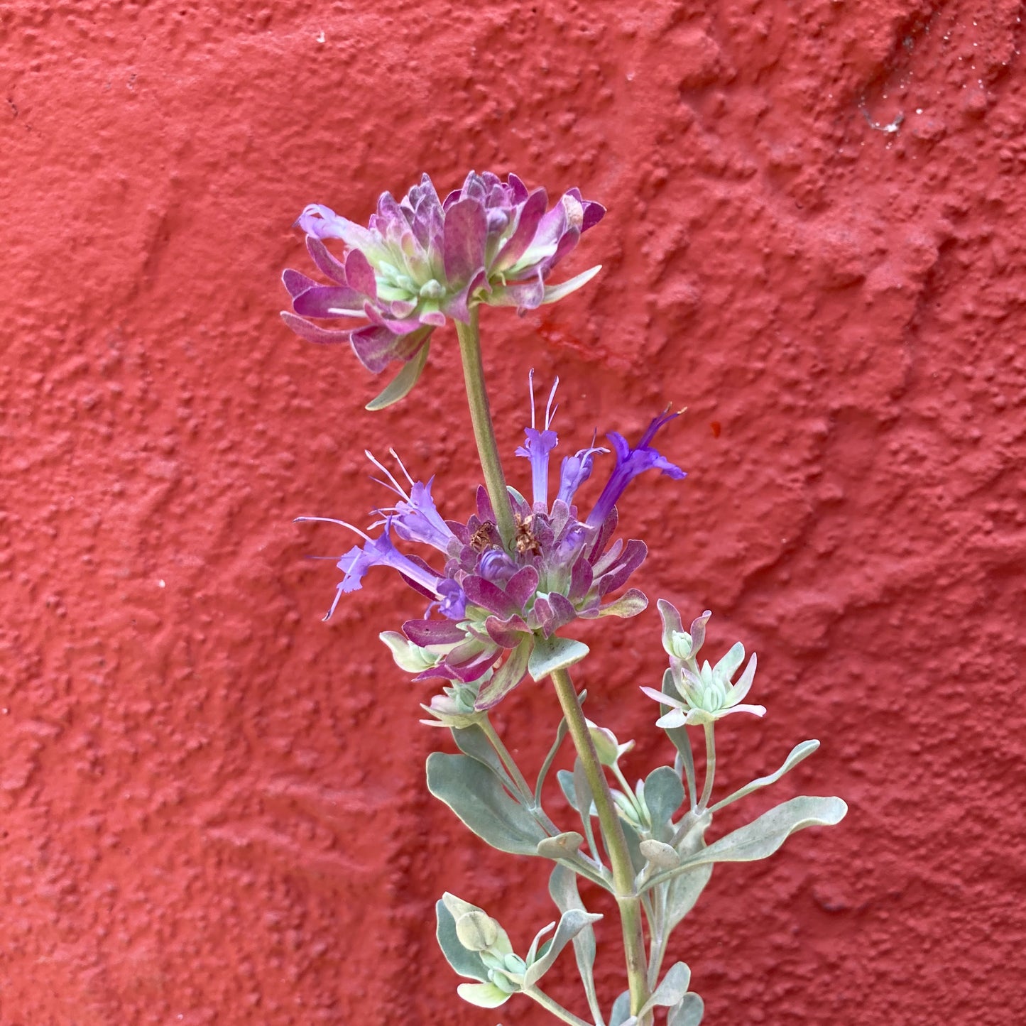 Salvia pachyphylla - Rose Sage