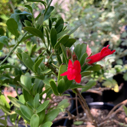 Galvezia speciosa 'Bocarosa' - Island Snapdragon