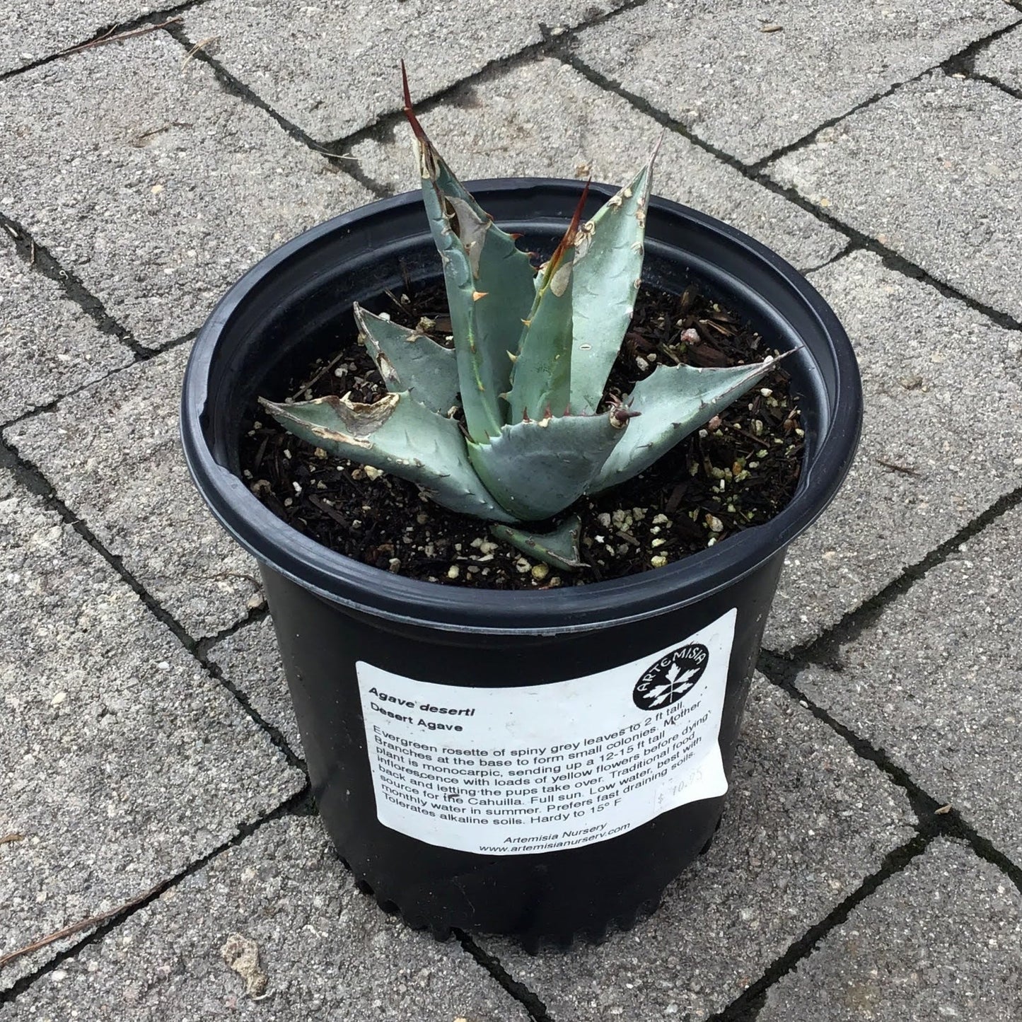 Agave deserti - Desert Agave