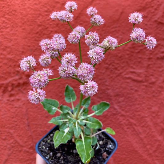 Eriogonum grande var. rubescens - Red Flowered Buckwheat