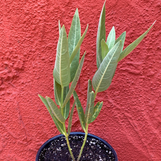 Asclepias speciosa - Showy Milkweed