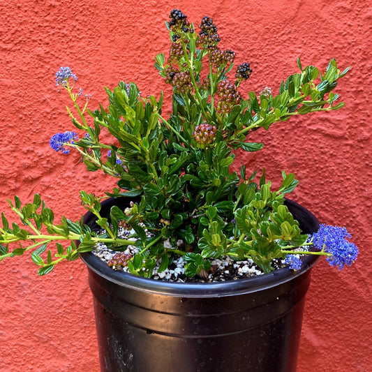 Ceanothus thyrsiflorus 'Skylark' - Blue California Lilac