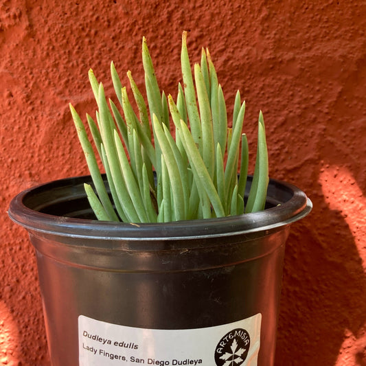 Dudleya edulis - Ladyfingers, Fingertips