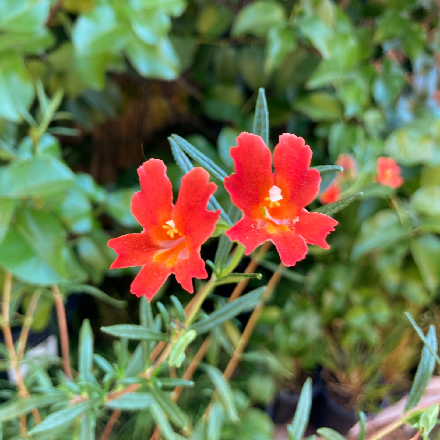 Mimulus puniceus (syn. Diplacus puniceus) - Red Monkey Flower