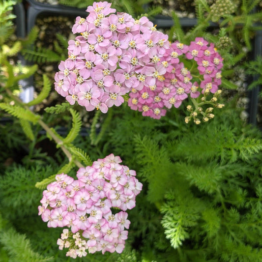 Achillea millefolium 'Island Pink' - Island Pink Yarrow