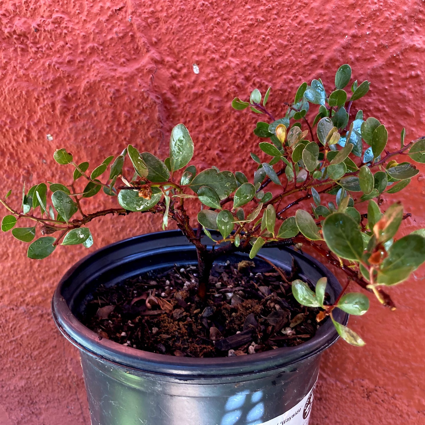 Archtostaphylos hookeri ‘Wayside’ - Wayside Manzanita