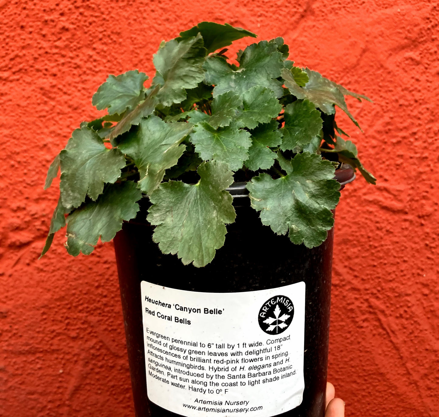 Heuchera 'Canyon Belle' - Canyon Bell Coral Bells