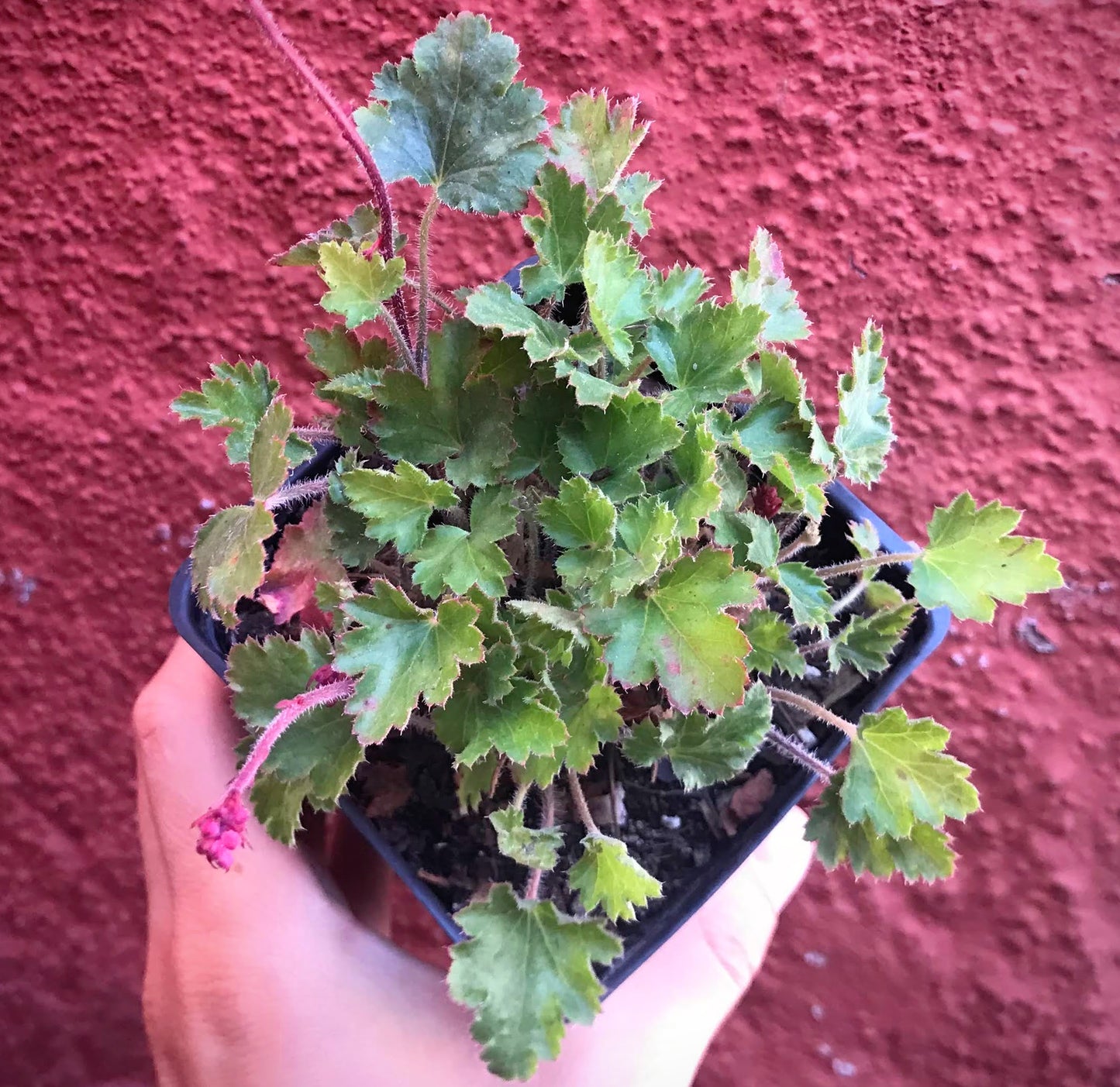 Heuchera 'Canyon Belle' - Canyon Bell Coral Bells