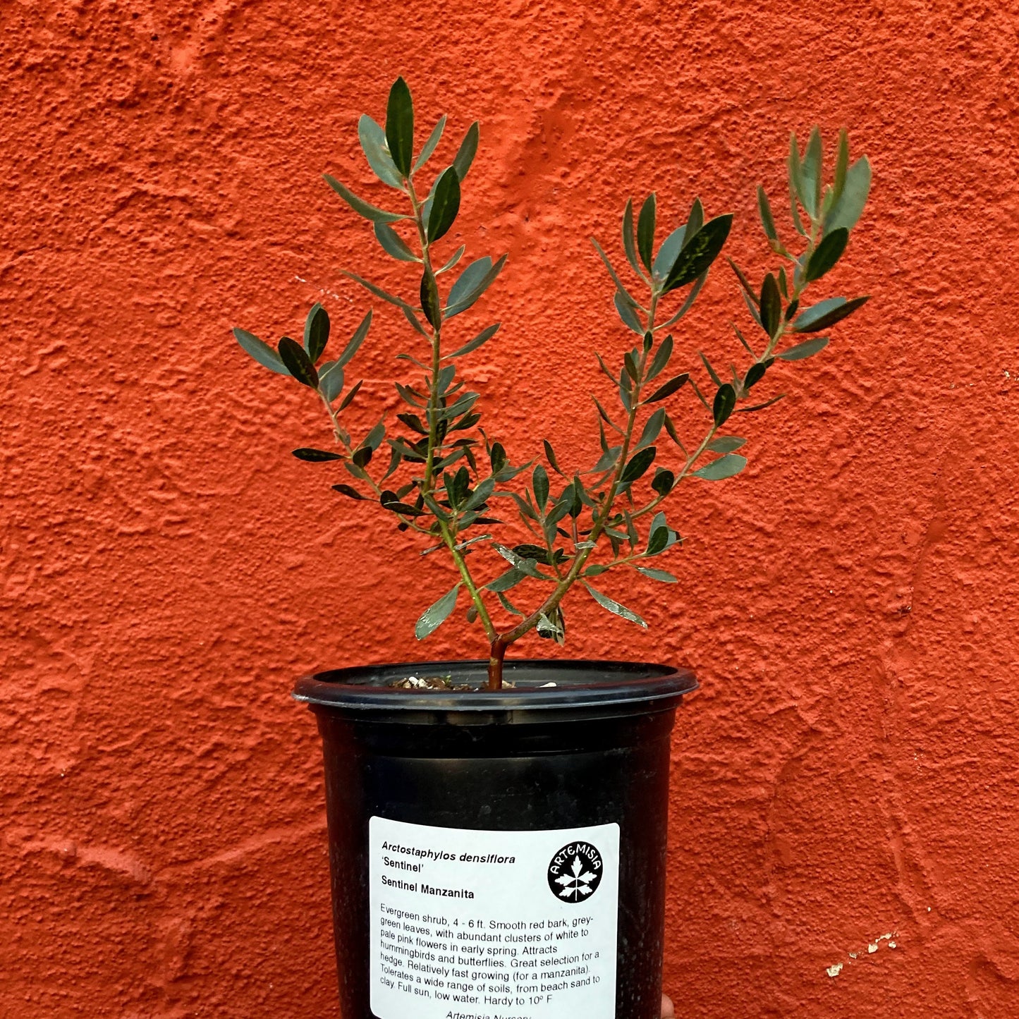 Arctostaphylos densiflora 'Sentinel' - Sentinel Manzanita