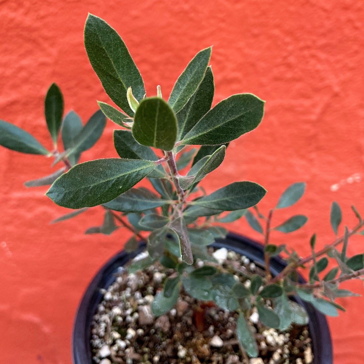 Arctostaphylos densiflora 'Sentinel' - Sentinel Manzanita