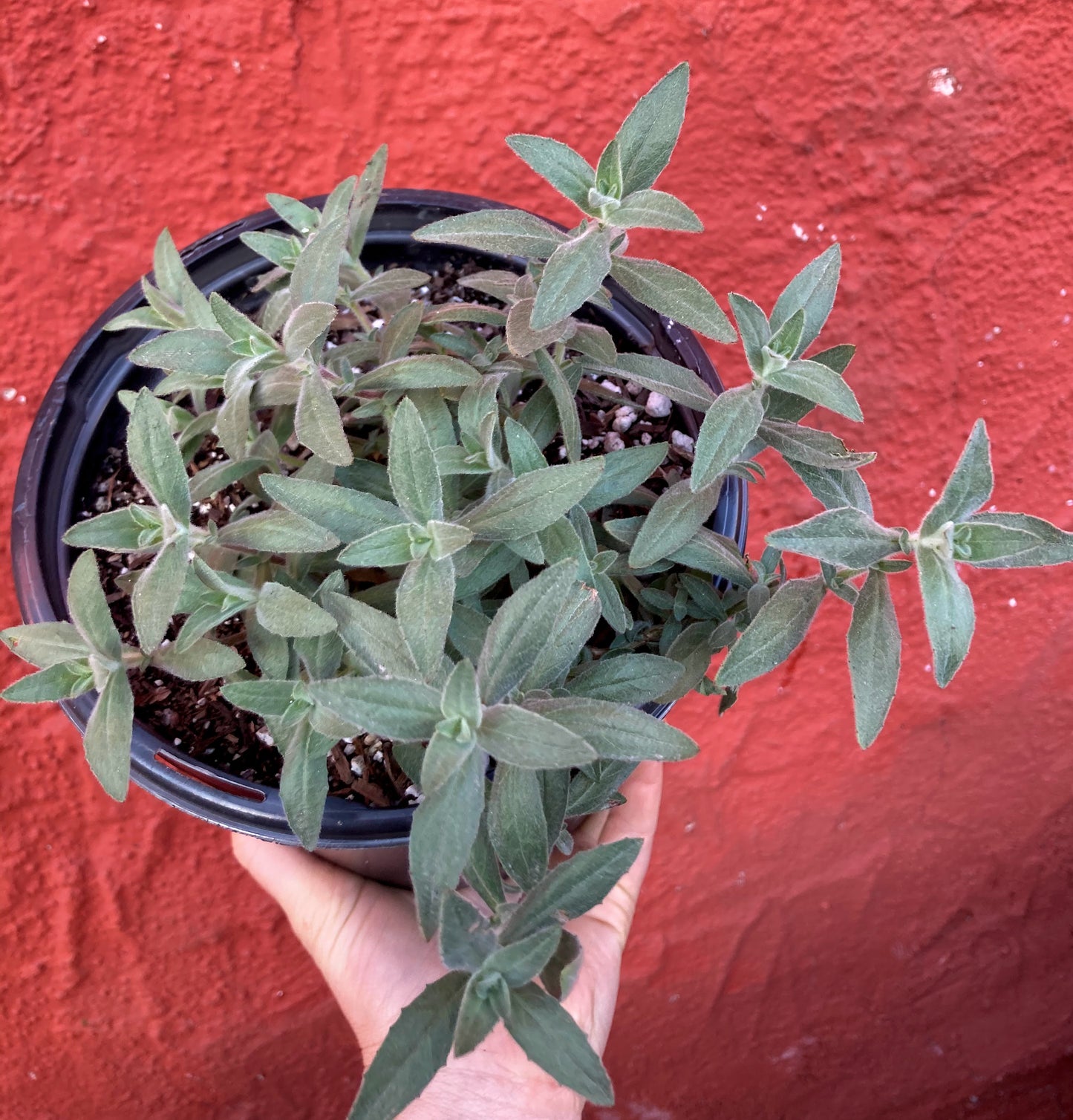 Epilobium canum ‘Calistoga’ - California Fuchsia