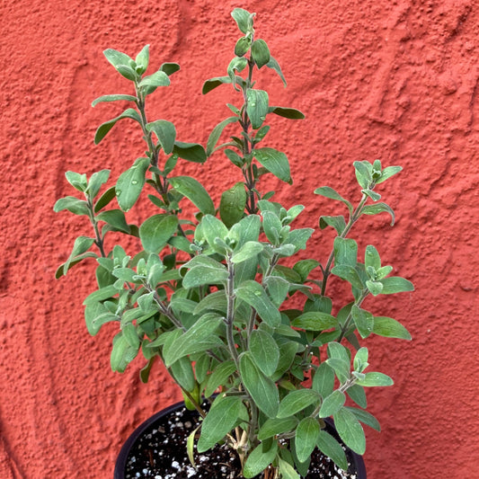 Galvezia speciosa ‘Firecracker’ - Island Snapdragon