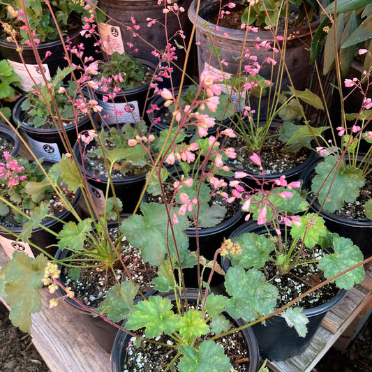 Heuchera 'Wendy' - Wendy Coral Bells