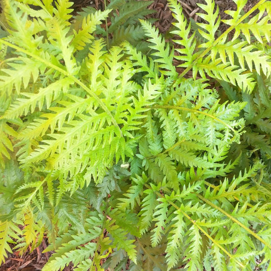 Woodwardia fimbriata - Giant Chain Fern