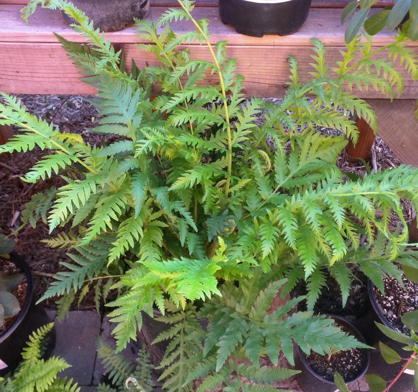 Woodwardia fimbriata - Giant Chain Fern