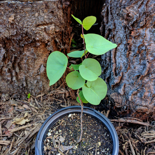 Cercis occidentalis - Western Redbud