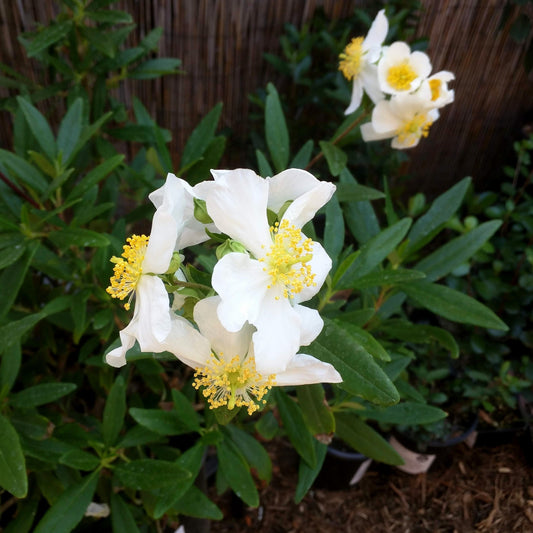 Carpenteria californica - Bush Anemone