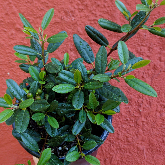 Rhamnus californica (syn. Frangula californica) - Coffeeberry
