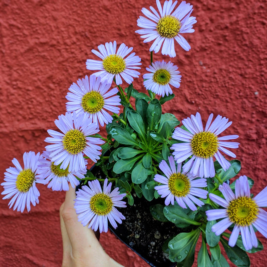 Erigeron glaucus 'WR' - Wayne Roderick Seaside Daisy