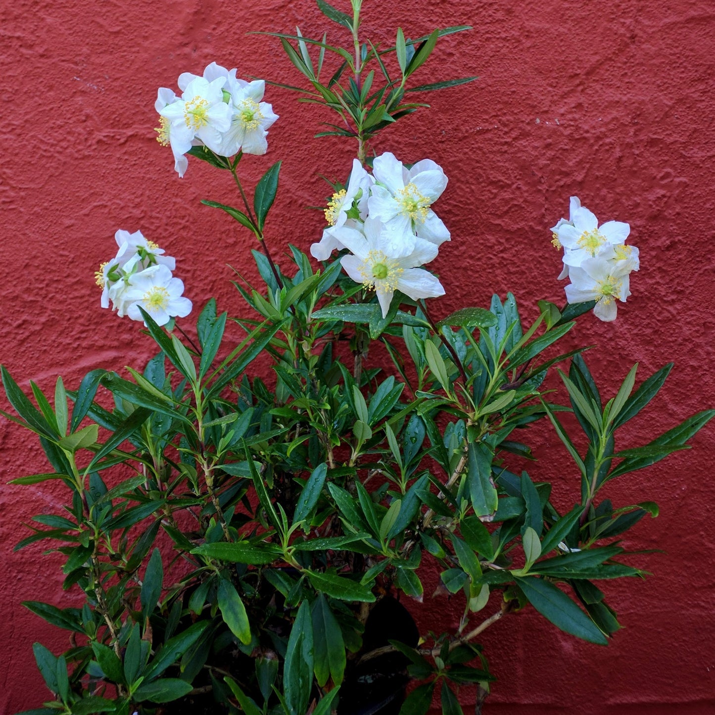 Carpenteria californica - Bush Anemone
