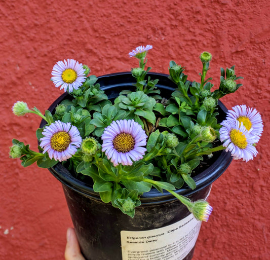 Erigeron glaucus 'Cape Sebastian' - Cape Sebastian Seaside Daisy