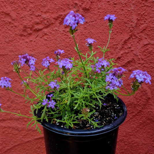 Verbena lilacina 'De la Mina' - De la Mina Lilac Verbena