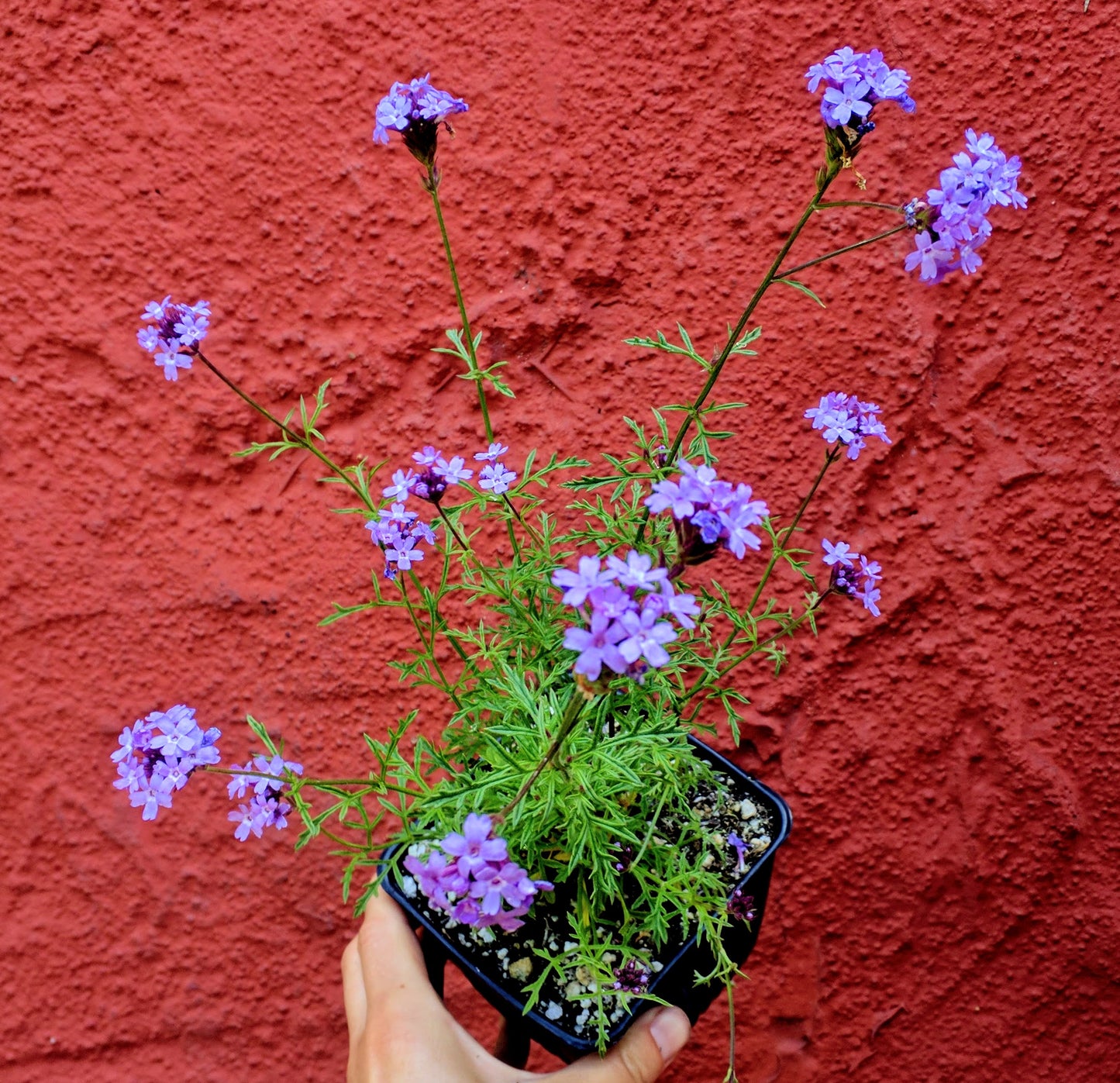 Verbena lilacina 'De la Mina' - De la Mina Lilac Verbena