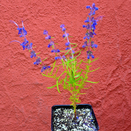 Trichostema lanatum - Woolly Blue Curls