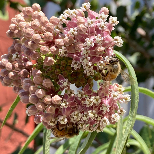 Asclepias fascicularis - Narrow Leaf Milkweed