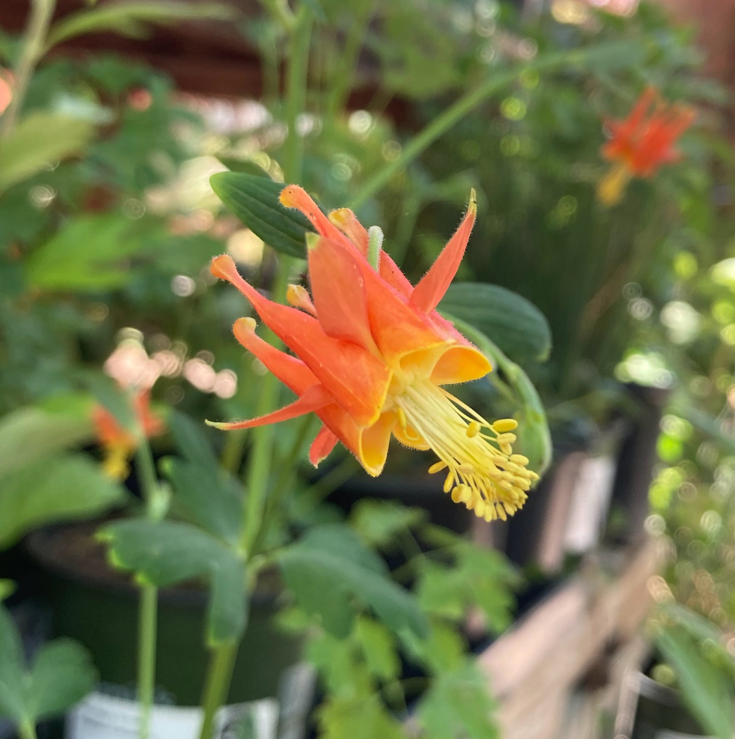 Aquilegia formosa - Western Columbine