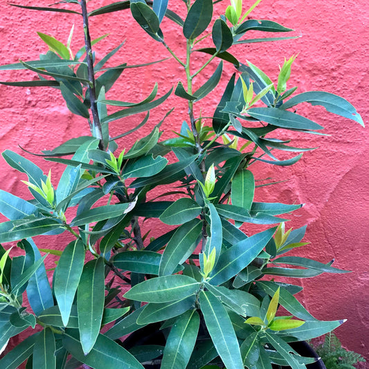 Umbellularia californica - California Bay Tree