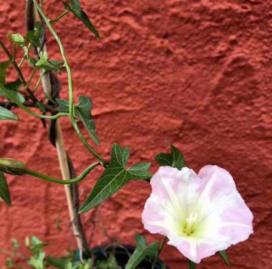 Calystegia macrostegia 'Anacapa Pink' - California Morning Glory