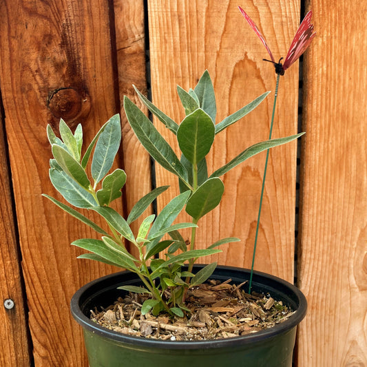 Asclepias californica - California Milkweed