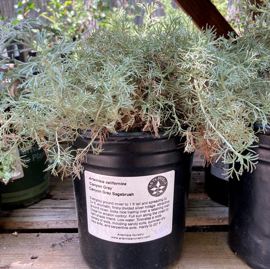 Artemisia californica 'Canyon Gray' - Canyon Gray Sagebrush