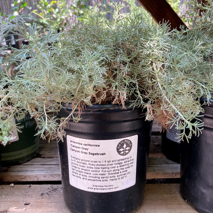 Artemisia Californica 'canyon Gray' - Canyon Gray Sagebrush – Artemisia 