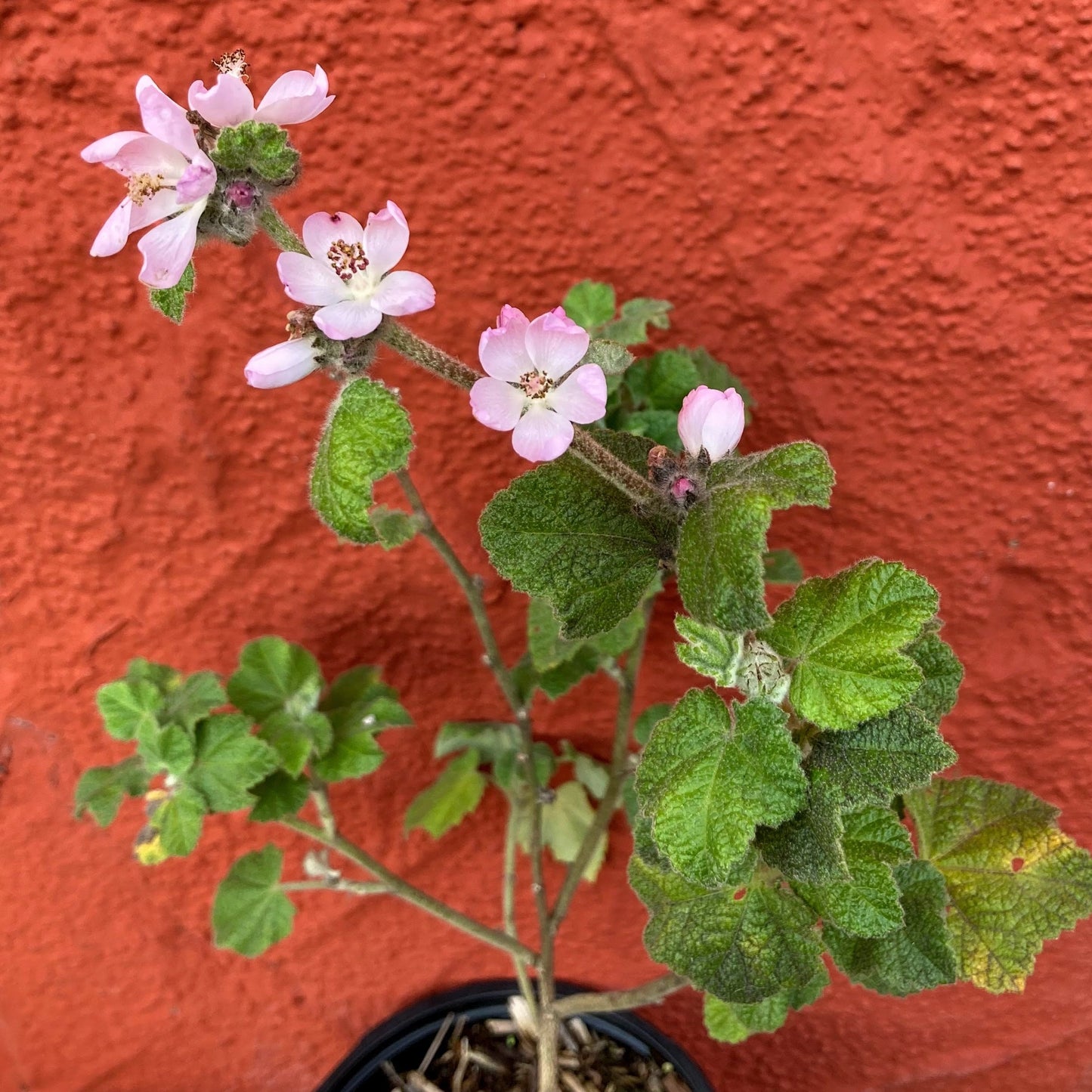 Malacothamnus clementinus - San Clemente Island Mallow